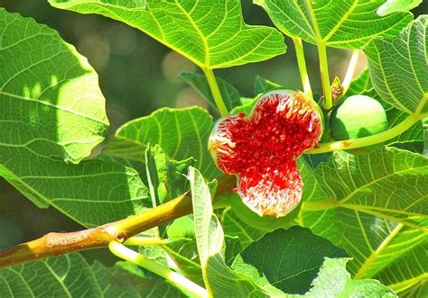 無花果樹花|イチジク（無花果）って花はあるの？いつどこに咲。